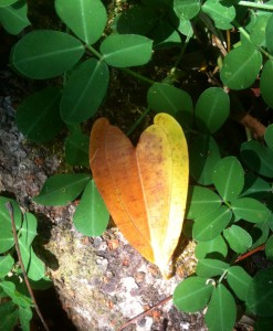 leaf heart